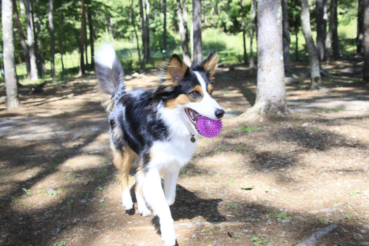 Yutorelo Tateshina Hotel With Dogs ชิโนะ ภายนอก รูปภาพ