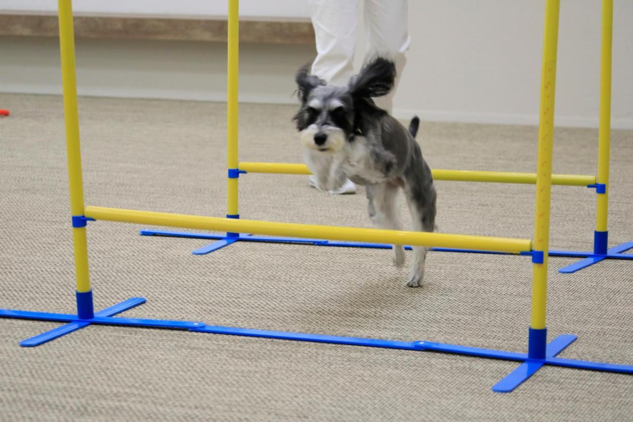 Yutorelo Tateshina Hotel With Dogs ชิโนะ ภายนอก รูปภาพ
